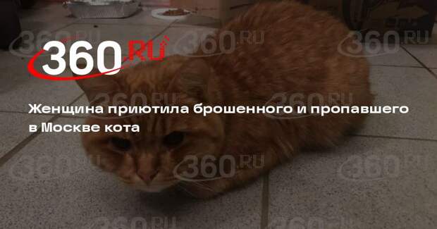 Женщина приютила брошенного и пропавшего в Москве кота