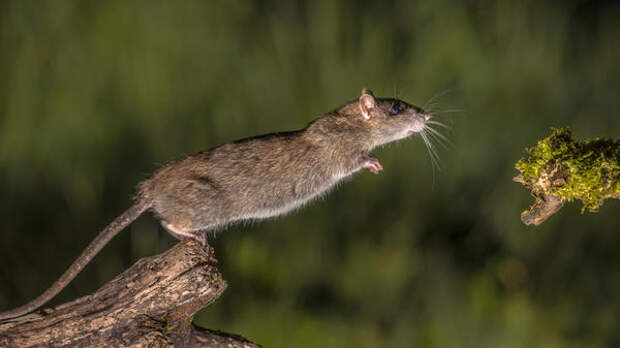 Крысы &mdash; отличные прыгуны