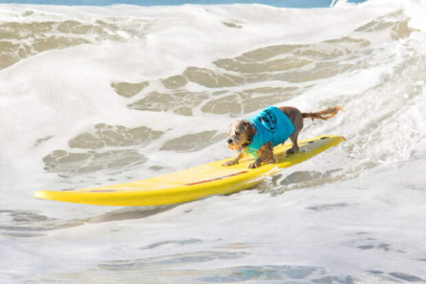 В Калифорнии прошло состязание собак-сёрферов