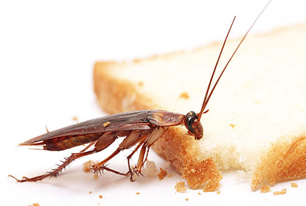 Рыжий таракан является одним из самых распространенных домашних насекомых-вредителей
