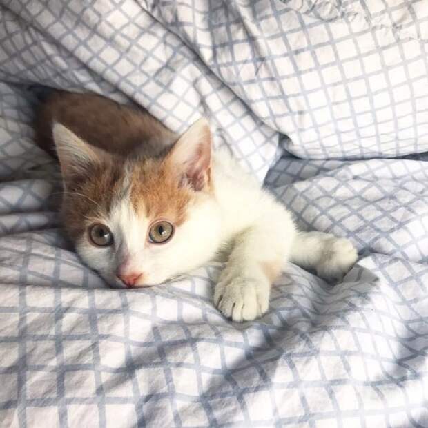 Котенок на кровати