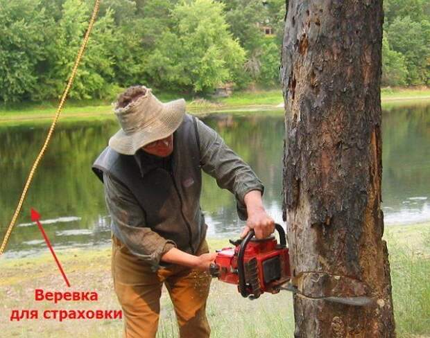 Как правильно спилить дерево и завалить его в нужном направлении