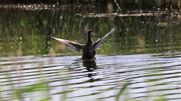 Коргалжынский заповедник: колония розовых фламинго в Центральном Казахстане