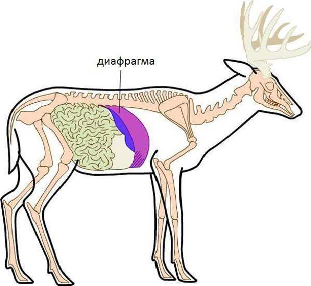 Описание и функции диафрагмы. Какие животные имеют этот орган?