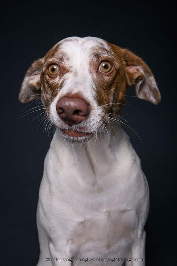 dogs-questioning-the-photographers-sanity-3__605