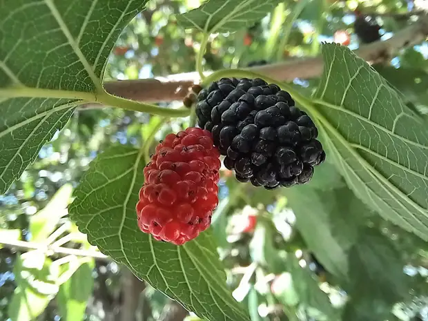 8 , , , .