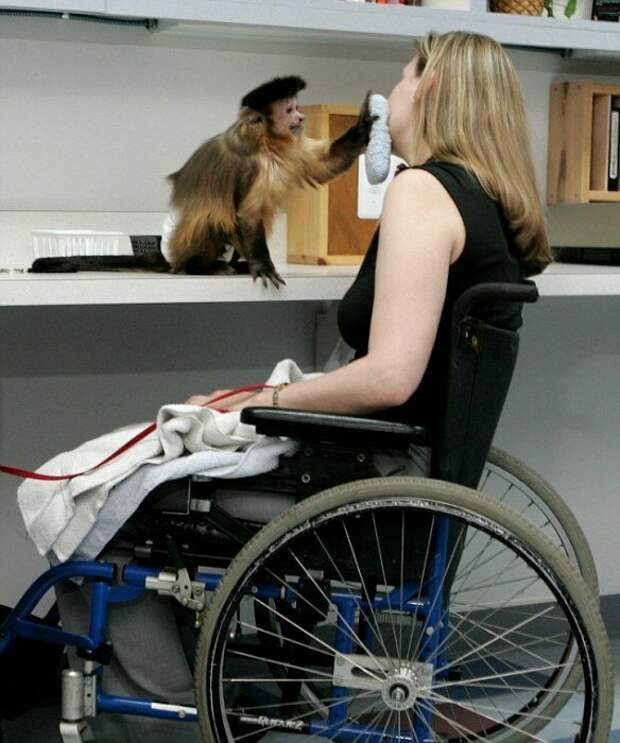 Животные, освоившие человеческие профессии