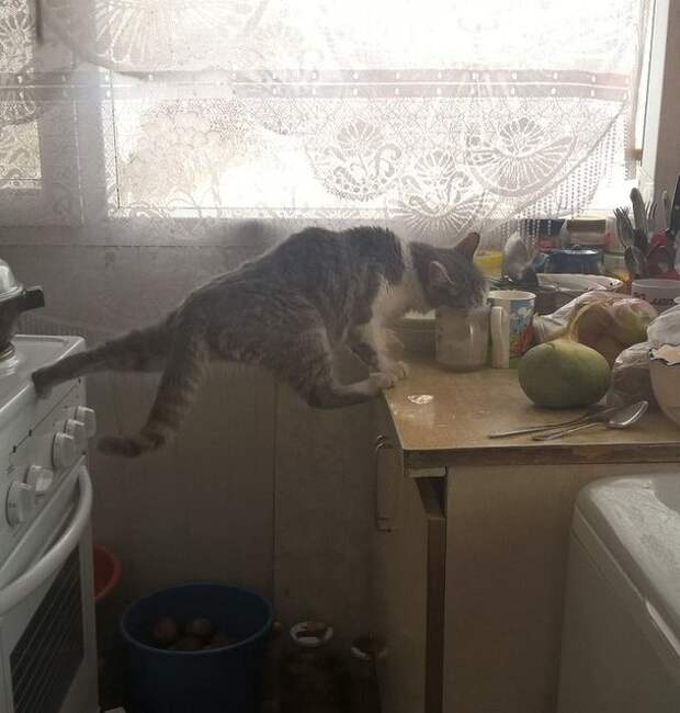 Забавные животные