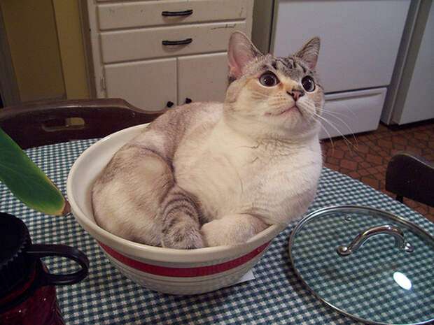 Милые котята