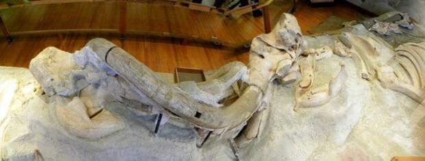 Находка в музее Небраски, экспозиция интересно, наука, палеонтология