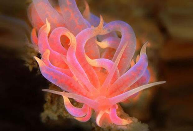 Phyllodesmium Poindimiei