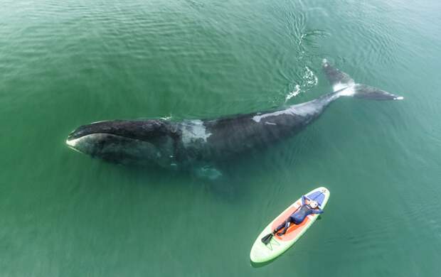 10 небананальных фактов о китах