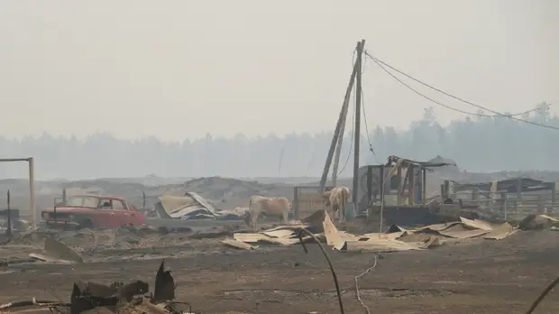 Путин пообещал сделать всё необходимое для помощи пострадавшим от пожаров в Якутии