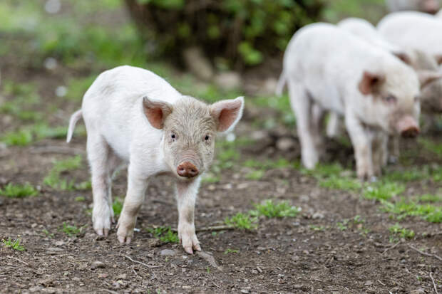 Казахстан разрешил ввоз свинины из 33 регионов России