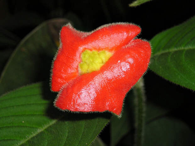 Удивительный цветок "Губы девушки"