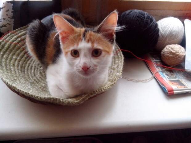 кошка