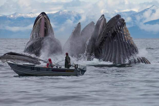 10 небананальных фактов о китах