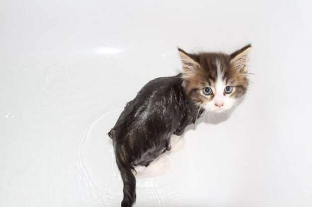 Неправильные коты  вода, кот