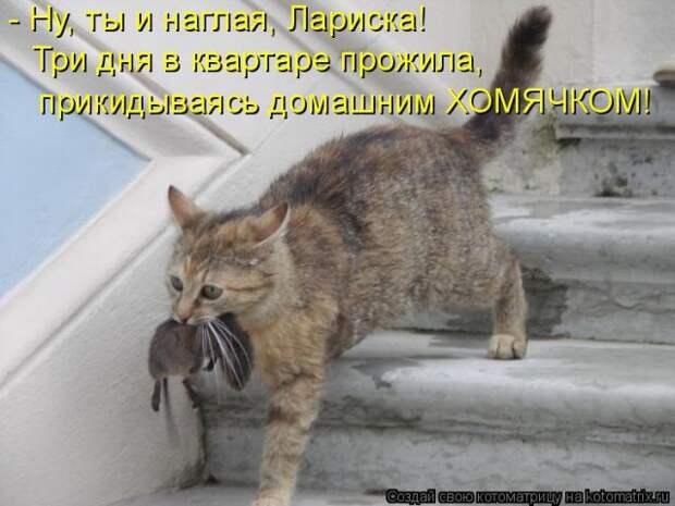 Лучшие котоматрицы недели (50 фото)