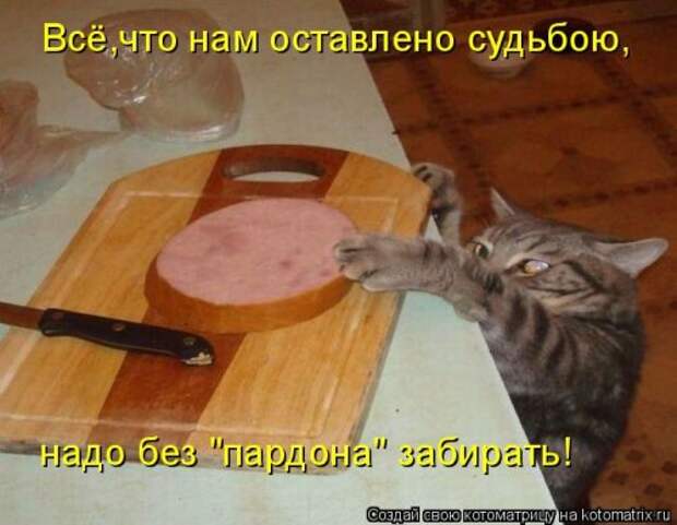 Свежая котоматрица для настроения (35 фото)
