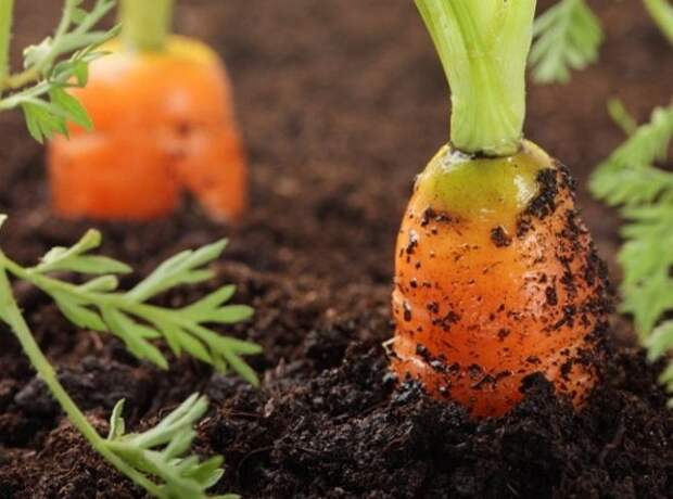 Морковь с позеленевшей головкой плода не опасна, но и не отличается приятным вкусом