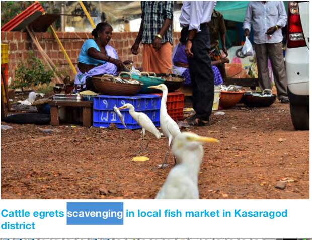 Египетские цапли кормятся на рыбном рынке в Керале
