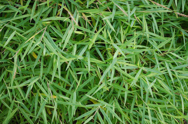 Фаргезия блестящая (Sinarundinaria nitida) Фаргезия блестящая (Sinarundinaria nitida)