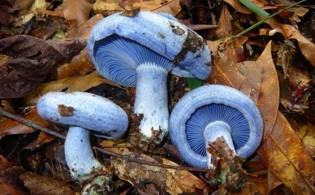 1. Млечник голубой / Lactarius indigo грибы, факты, это интересно