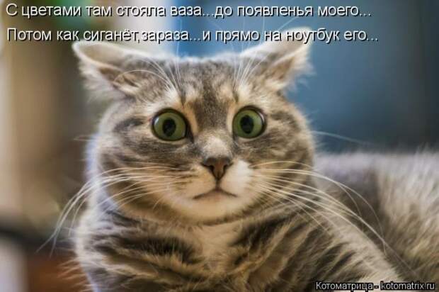 Лучшие котоматрицы недели (50 фото)