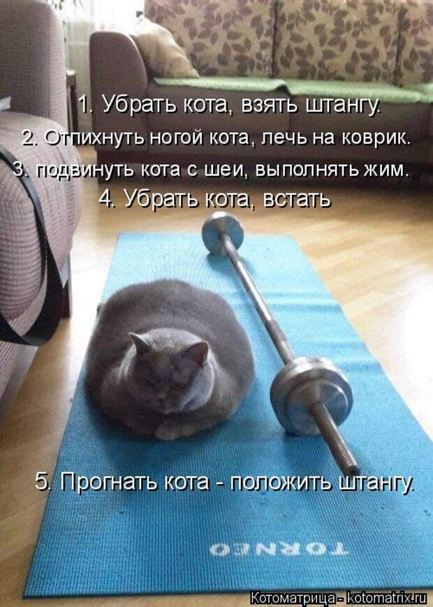 Котоматрица: 1. Убрать кота, взять штангу. 2. Отпихнуть ногой кота, лечь на коврик. 3. подвинуть кота с шеи, выполнять жим. 4. Убрать кота, встать 5. Прогнать ко
