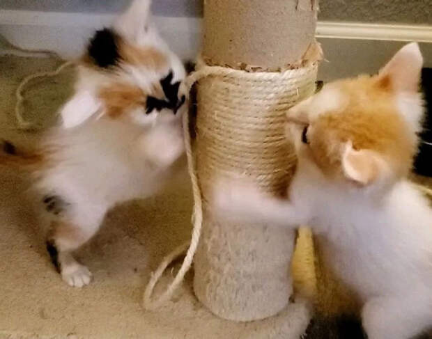 Без кота и жизнь не та