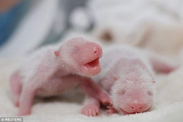 Новорожденные весили 144 и 113 грамм соответственно животные, милота, панды