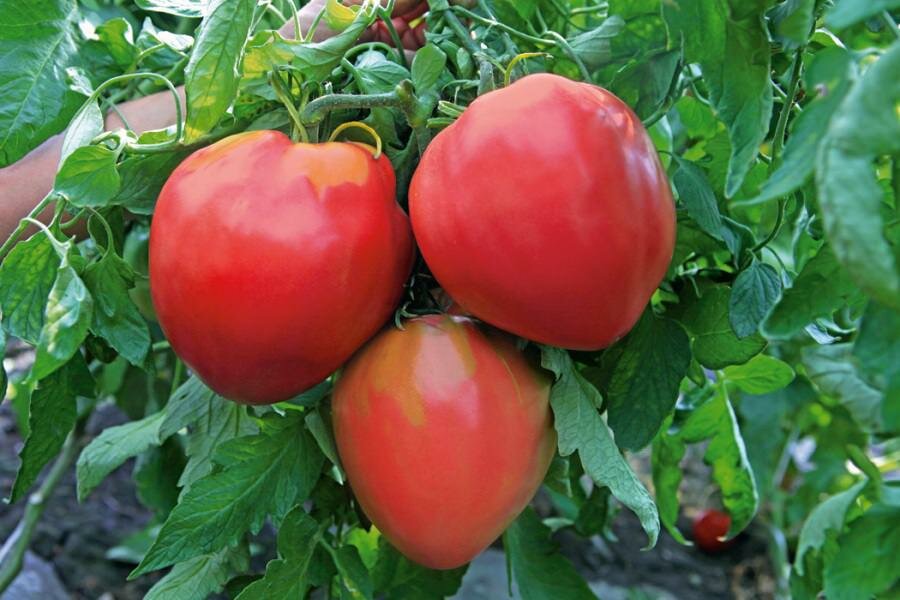 Самые вкусные и урожайные сорта томатов.