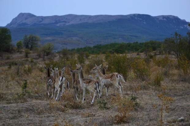 Оленей стало больше, а кабанов - около 150: в Крыму подвели итоги учёта охотничьих животных