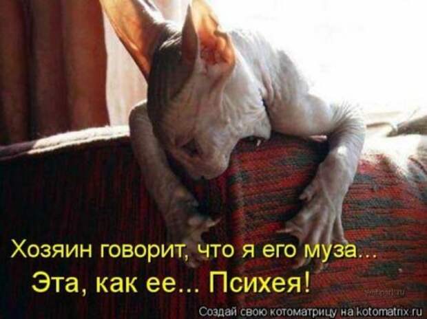 Котоматрицы....самые прикольные