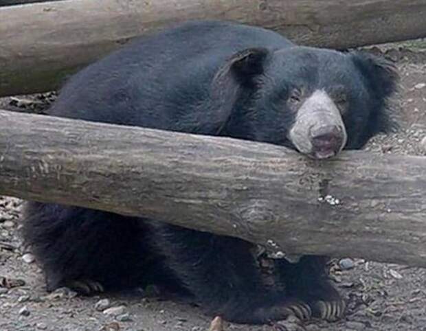 Любовь до гроба