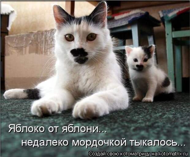 Лучшие котоматрицы недели (50 фото)