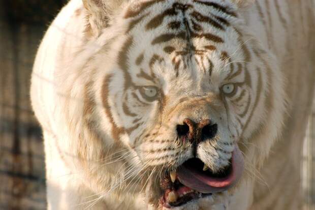 Кенни — самый что ни на есть белый тигр, только «не товарного» вида, потому что в его случае мутации пошли не совсем так, как хотелось бы в мире, дефект, животные, зоопарк, мутация, тигр