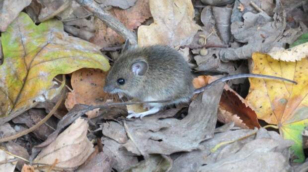 Лесные мыши начали подготовку к зиме в парке «Тушинский»
