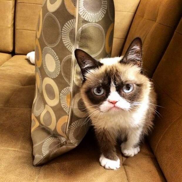 кошка