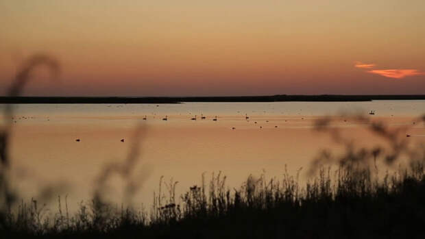 Коргалжынский заповедник: колония розовых фламинго в Центральном Казахстане