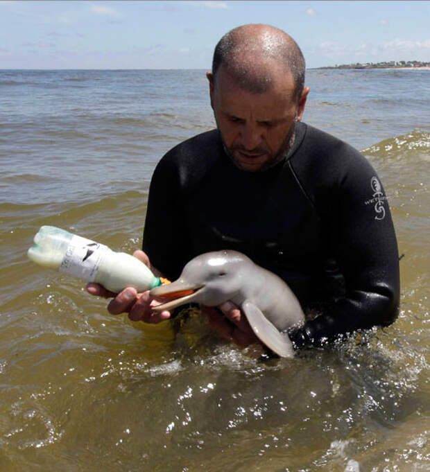 Ричард Тесоре кормит из бутылочки дельфиненка (Pontoporia Blainvillei) в море неподалеку Пириаполиса, в 90 километрах к югу от Монтевидео, Уругвай. животные, интересное, удивительное, факты