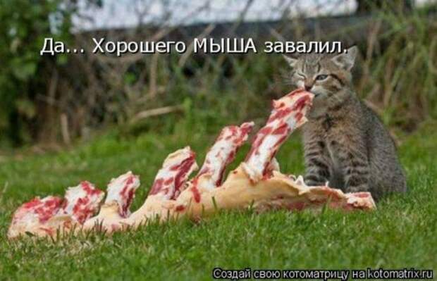 Главная котоматрица свежак