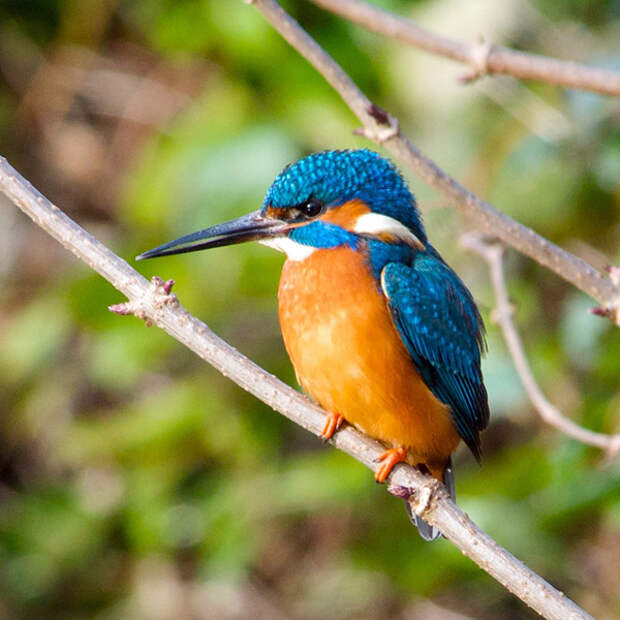 Зимородок - король-рыбак - kingfisher - Фото и статья