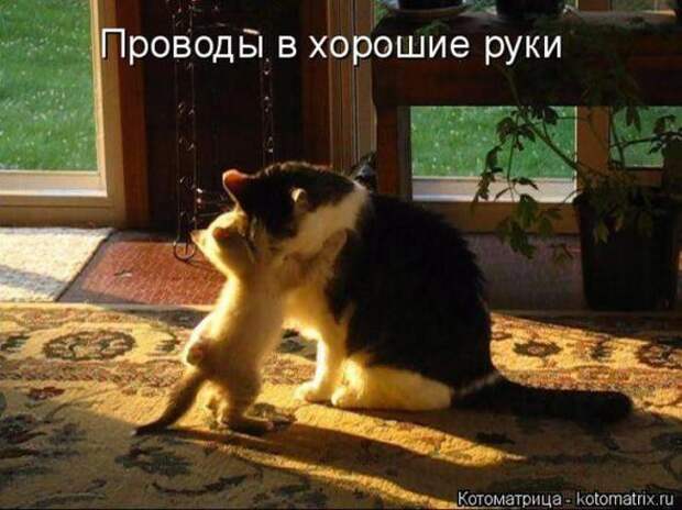 Котоматрицы(картинки с надписями)