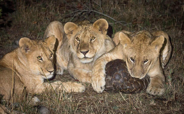 Трое маленьких льва поймали ящера и не знали, что с ним делать