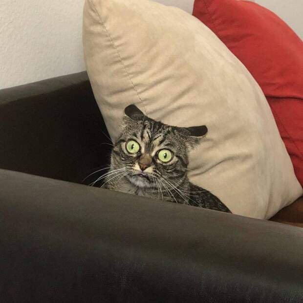 Злая Grumpy Kitzia покоряет инстаграм