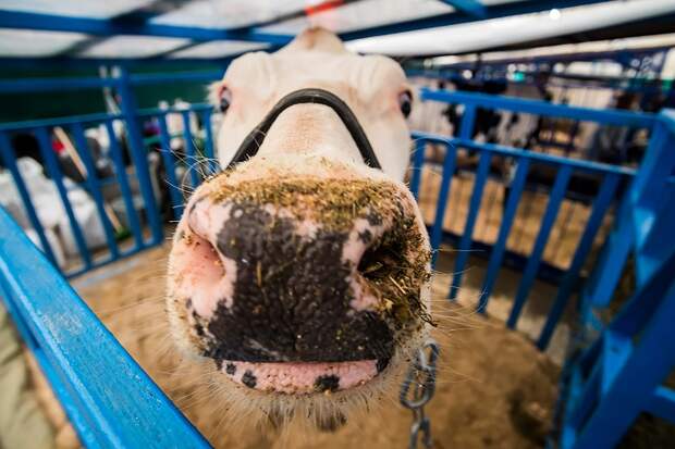 «Легче всех уничтожить»: ветврач рассказала о борьбе с инфекциями скота в Сибири