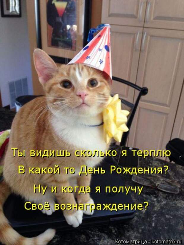 Лучшие котоматрицы недели (50 фото)
