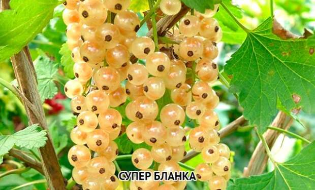 смородина белая Супер Бланка